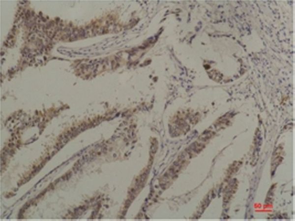HSC70 Monoclonal antibody(6C7)