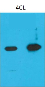 Nano-Tag9 Monoclonal Antibody(4B7) - Absci