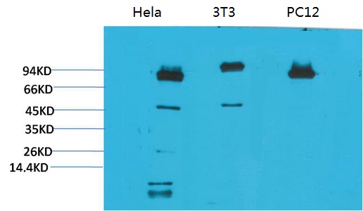 STAT3 Monoclonal Antibody(1E3)