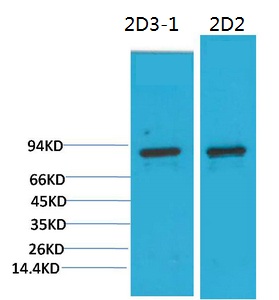 PI3 Kinase P85α Monoclonal Antibody(2D2) - Absci