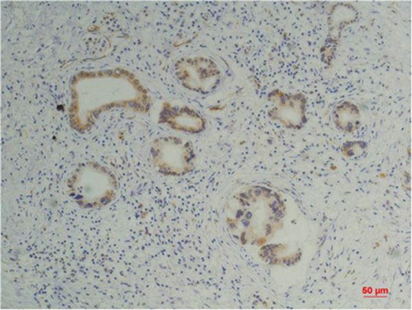 Cyclophilin B Monoclonal Antibody(1B3) - Absci