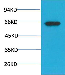 Phospho-Akt (S473) Mouse Monoclonal Antibody(7F9) - Absci