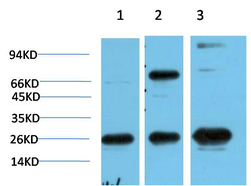 HP-1γ Mouse Monoclonal Antibody(3B9)