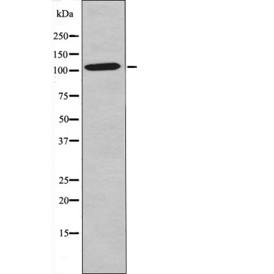 NF-κB p105 (Phospho-Ser903) Antibody - Absci
