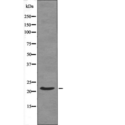 Syndecan4 (Phospho-Ser179) Antibody