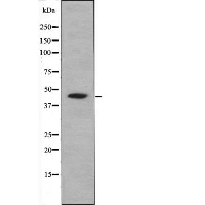 CREB (Phospho-Ser111) Antibody - Absci