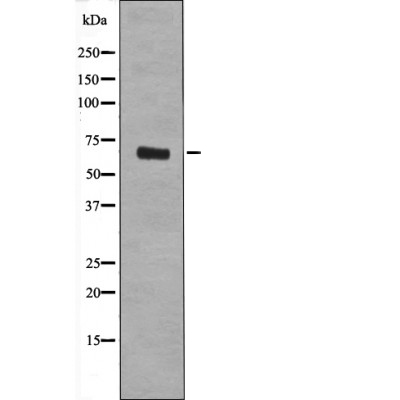 Rel (Phospho-Ser492/460) Antibody - Absci