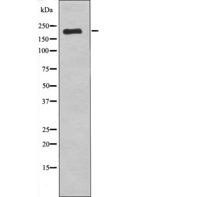 VEGFR1 (Phospho-Tyr1242) Antibody