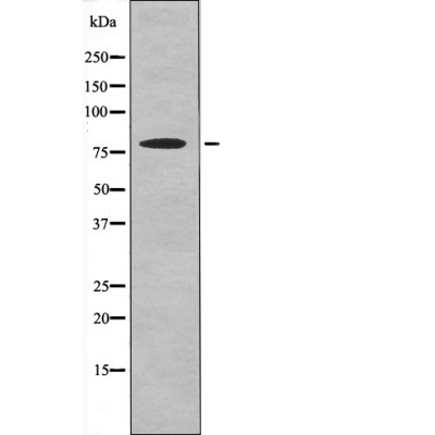 RSK3 (Phospho-Ser360) Antibody - Absci