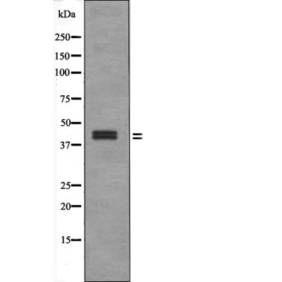 ERK1/2 (Phospho-Thr202+Tyr204/Thr185+Tyr187) Antibody - Absci