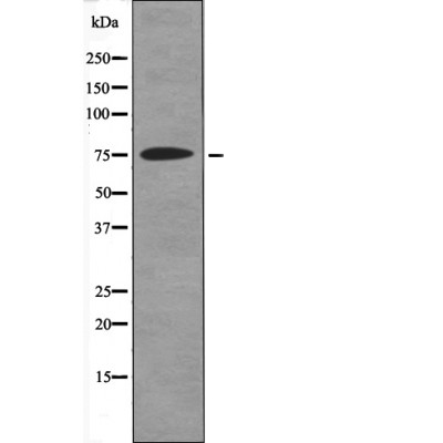 GAB2(Phospho-Tyr614) Antibody - Absci