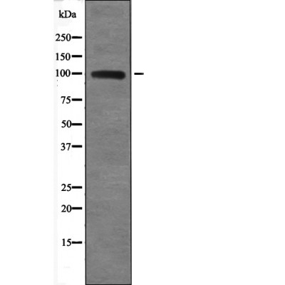 TLR3 (Phospho-Tyr759) Antibody