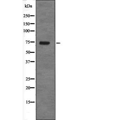 PRC1 (Phospho-Thr470) Antibody
