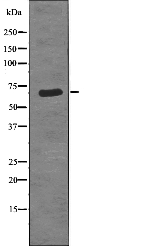 Torc1/Crtc1 (Phospho-Ser151) Antibody