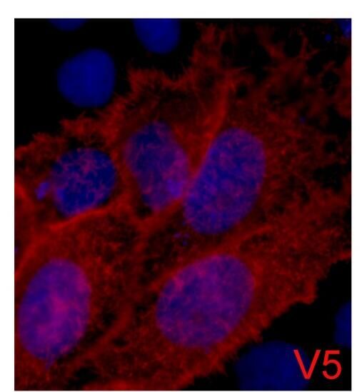 V5-Tag Mouse Monoclonal Antibody - Absci