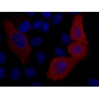 VSV-G-Tag Mouse Monoclonal Antibody