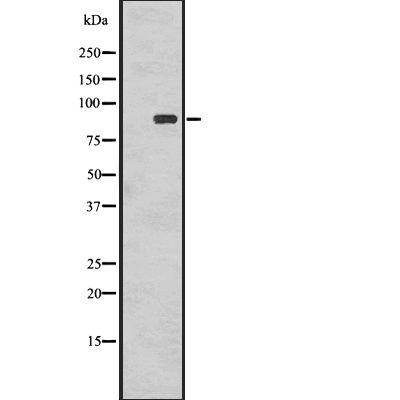 RSK1 p90 (Phospho-Thr359+Ser363) Antibody