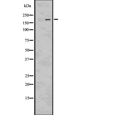 LRP6 (Phospho-Ser1490) Antibody