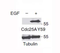 CDC25A(Phospho-Tyr59) Antibody - Absci