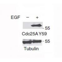 CDC25A(Phospho-Tyr59) Antibody