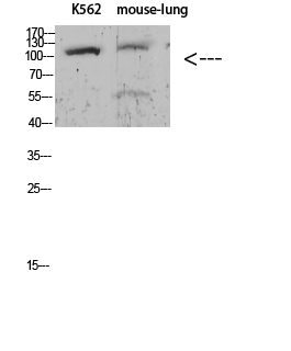 Sodium Potassium ATPase alpha-1 (Phospho-Tyr260) Antibody - Absci