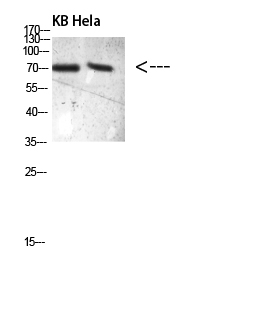 PRC1(Phospho-Thr481)Polyclonal Antibody - Absci