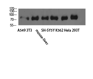 TLE1/2/3/4 Polyclonal Antibody - Absci