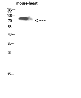CD238 Polyclonal Antibody - Absci