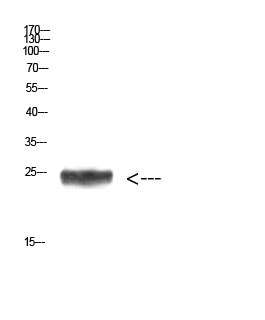 Imp3 Polyclonal Antibody - Absci