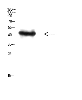 RCC1 Polyclonal Antibody - Absci