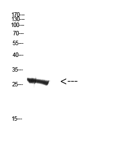 MBL-C Polyclonal Antibody - Absci