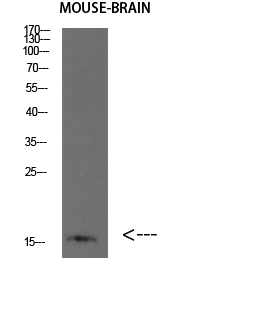 BLBP Polyclonal Antibody - Absci
