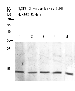 Histone H2B (Acetyl Lys21) Polyclonal Antibody