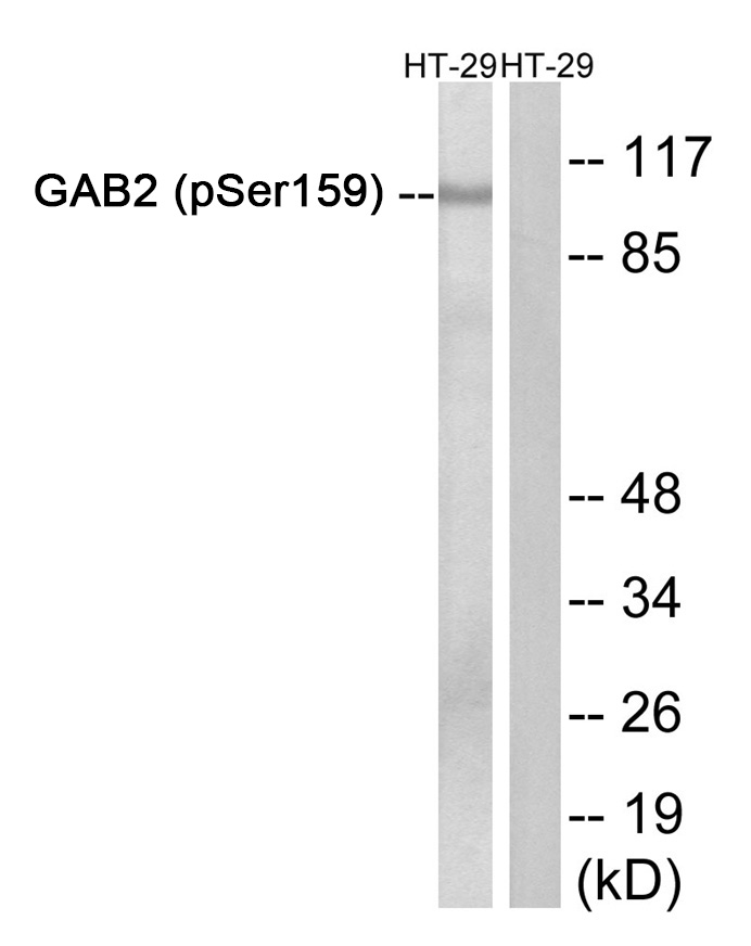 GAB2 (Phospho-Ser159) Antibody - Absci