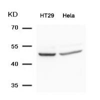 Smad3(Ab-425) Antibody