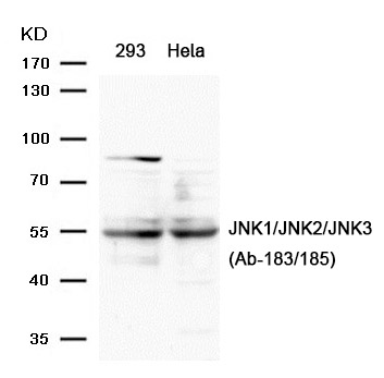 JNK1/JNK2/JNK3(Ab-183/185) Antibody - Absci