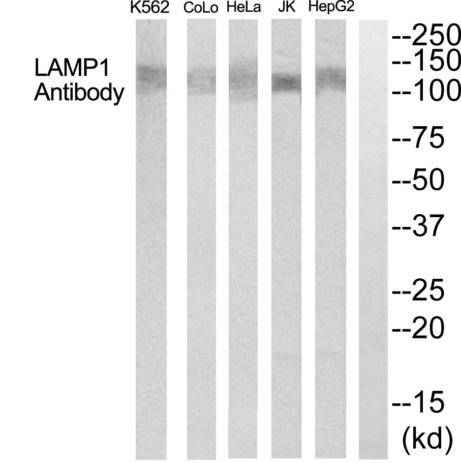 LAMP1 Antibody - Absci