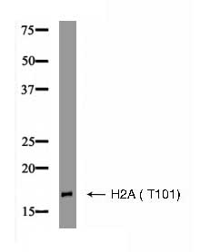 H2A (Phospho- Thr101) Antibody