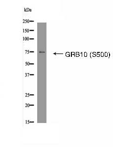 GRB10 (Phospho-Ser500) Antibody