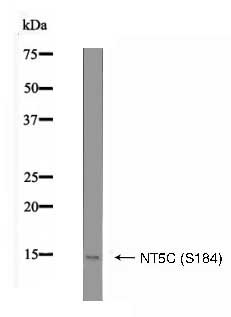 NT5C (Phospho-Ser184) Antibody - Absci