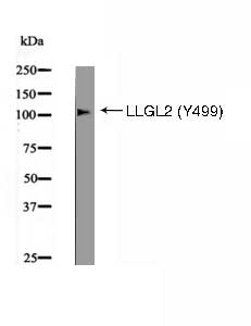 LLGL2 (Phospho-Tyr499) Antibody - Absci