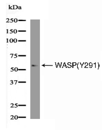 WASP(Phospho-Tyr291) Antibody