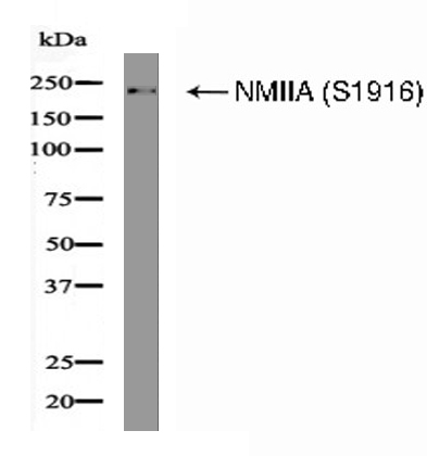 NMIIA (Phospho-Ser1916) Antibody