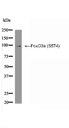 FoxO3a (Phospho-Ser574) Antibody - Absci