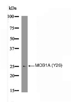 MOB1A (Phospho-Tyr26) Antibody
