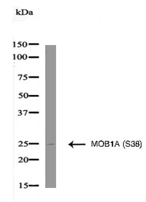 MOB1A (Phospho-Ser38) Antibody
