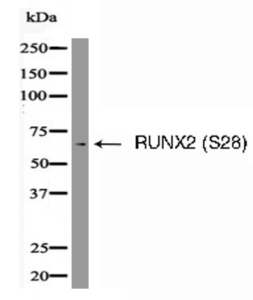 RUNX2 (Phospho-Ser28) Antibody