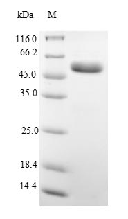 Recombinant Rat Alpha-1-antiproteinase(Serpina1) - Absci