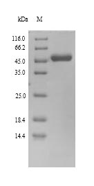 Recombinant Human herpesvirus 6A DNA polymerase processivity factor(U27) - Absci