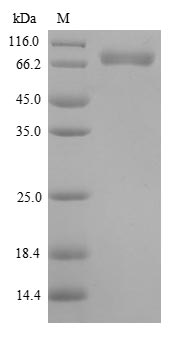 Recombinant Human Macrophage colony-stimulating factor 1(CSF1) - Absci
